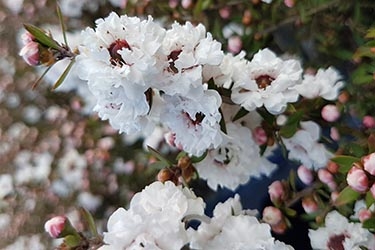 Leptospermum Snowflurry.jpg